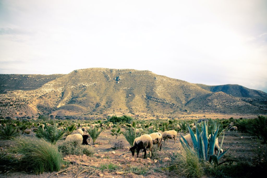 Cabo de Gata