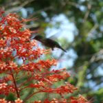 Colibri Jardin de Deshaies