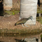 Sandoval Ibis Amazonie