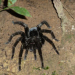 Mygale Amazonie balade Sandoval