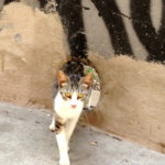 Valencia art on walls