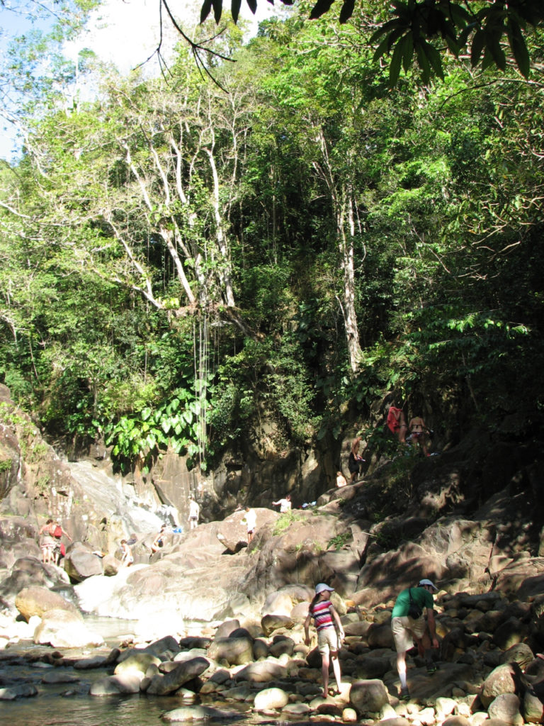 saut d'acomat Gudeloupe