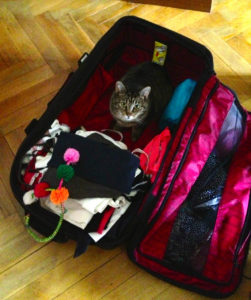 Mettez un chat dans votre valise